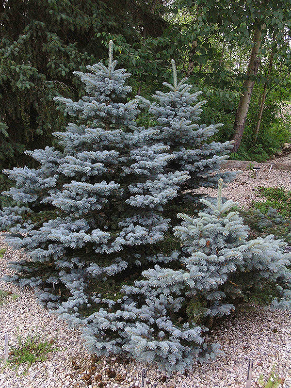 Picea-pungens-Thume-form.jpg