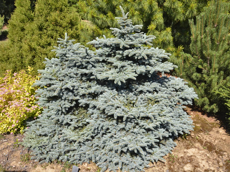 Picea-pungens-compacta-form.jpg