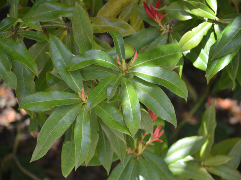 Pieris formosa var. forrestii, leaf, Trengwainton Garden, Madron, near Penzance, Cornwall, United Kingdom. 