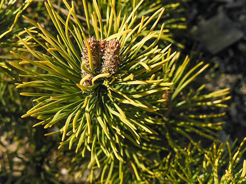 Pinus Mugo Yellow Point Mugo Pine Conifer Kingdom