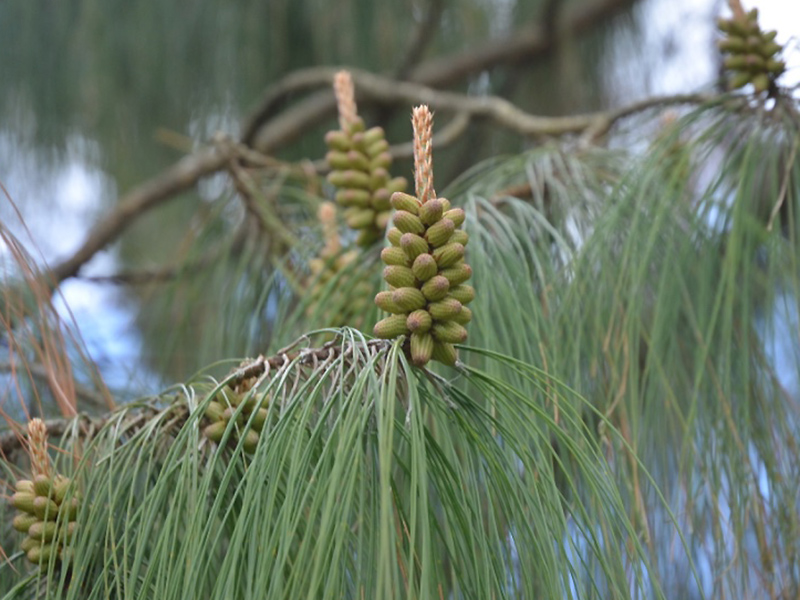 Pinus patula, flower. National Trust Trelissick Garden, Feock, near Truro, Cornwall, United Kingdom. 