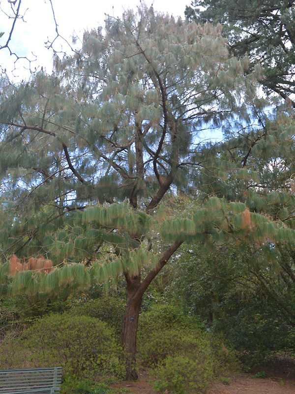 Pinus patula, form. National Trust Trelissick Garden, Feock, near Truro, Cornwall, United Kingdom. 