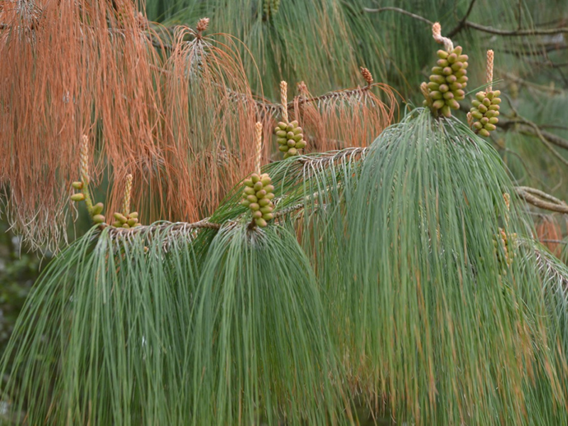 Pinus patula, leaf. National Trust Trelissick Garden, Feock, near Truro, Cornwall, United Kingdom. 