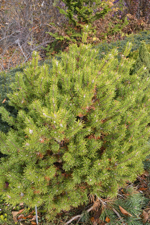 Pinus-banksiana-Manomet-form.JPG