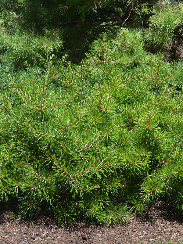 Pinus-bungeana-diamant-frm-1.jpg