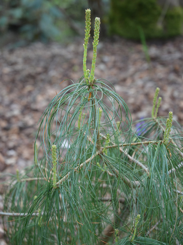  Pinus bhutanica, form. National Trust Trelissick Garden, Feock, near Truro, Cornwall, United Kingdom.