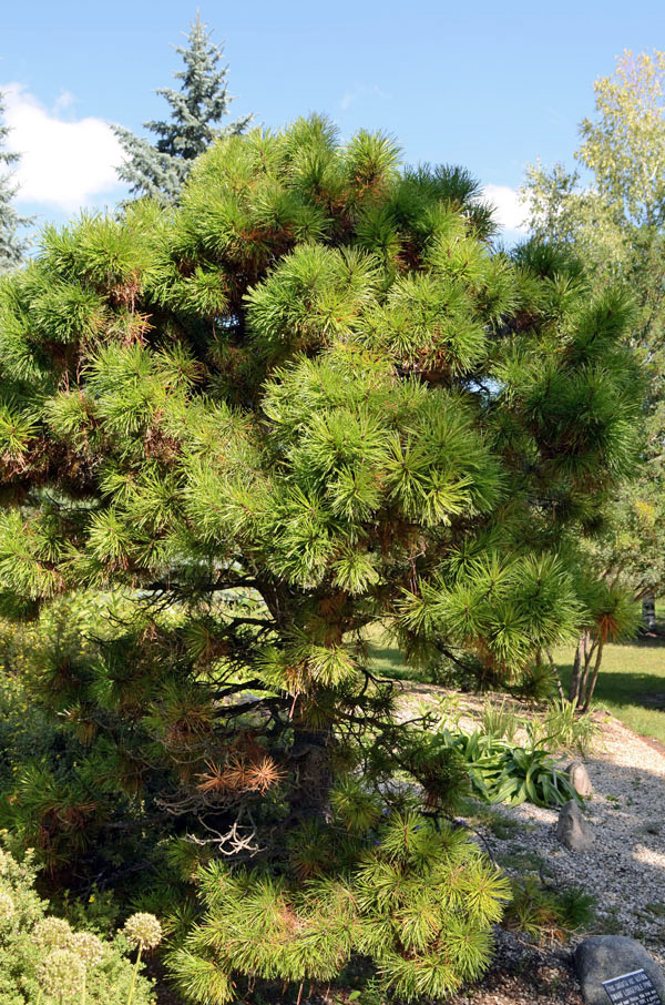 Pinus-contorta-var-latifolia-Dwarf-Lodgepole-Pine-form.jpg