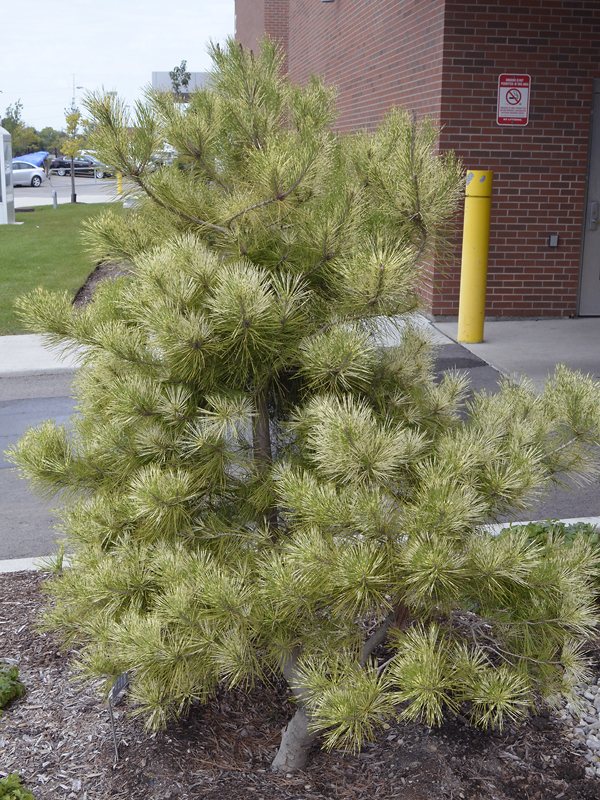 Pinus-densiflora-Golden-Ghost-fan-form.jpg