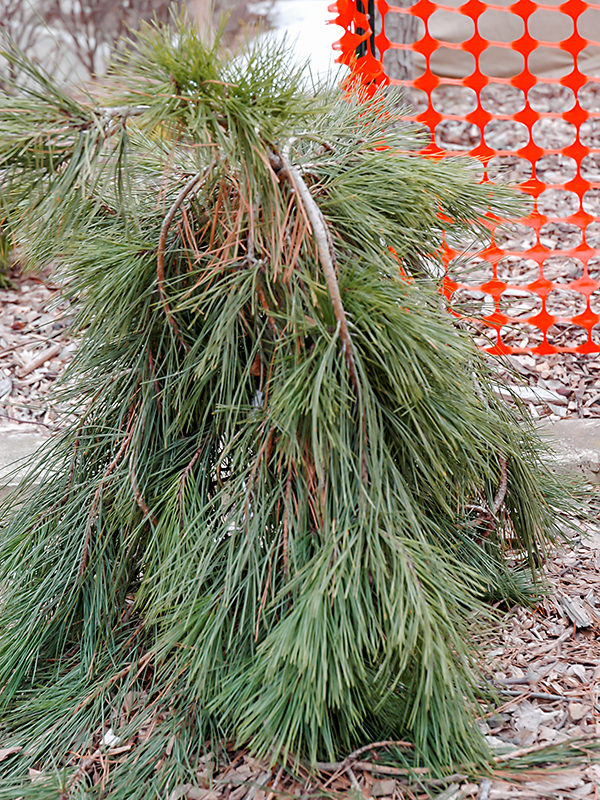 Pinus-densiflora-Pendula-Fan-lf-2-1.JPG