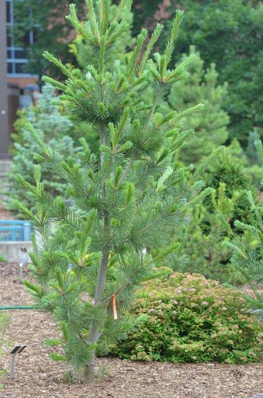Pinus-flexilis-Vanderwolfs-Pyramid-fan-form.jpg