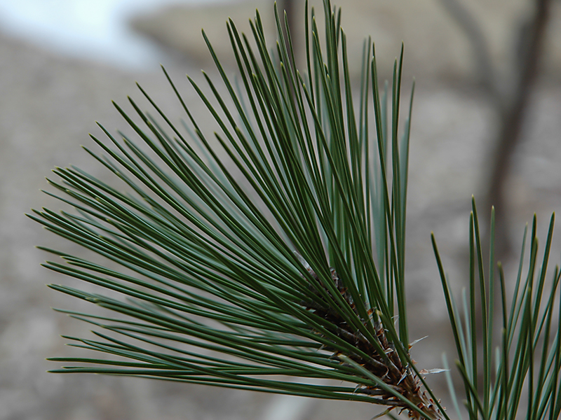 Pinus-heldrechi-var.-leoucodermis-fan-lf-3-1
