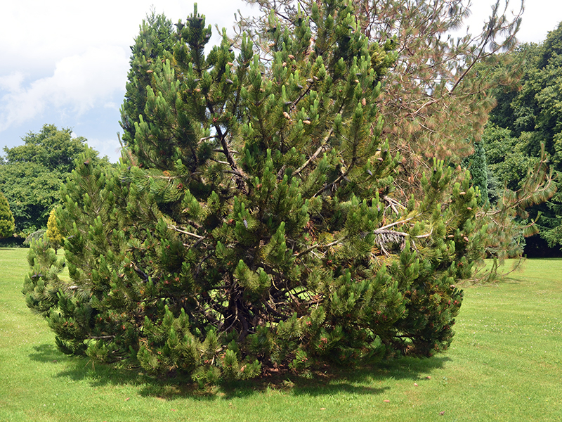 Pinus-heldreichii-Satellit-FRM.JPG