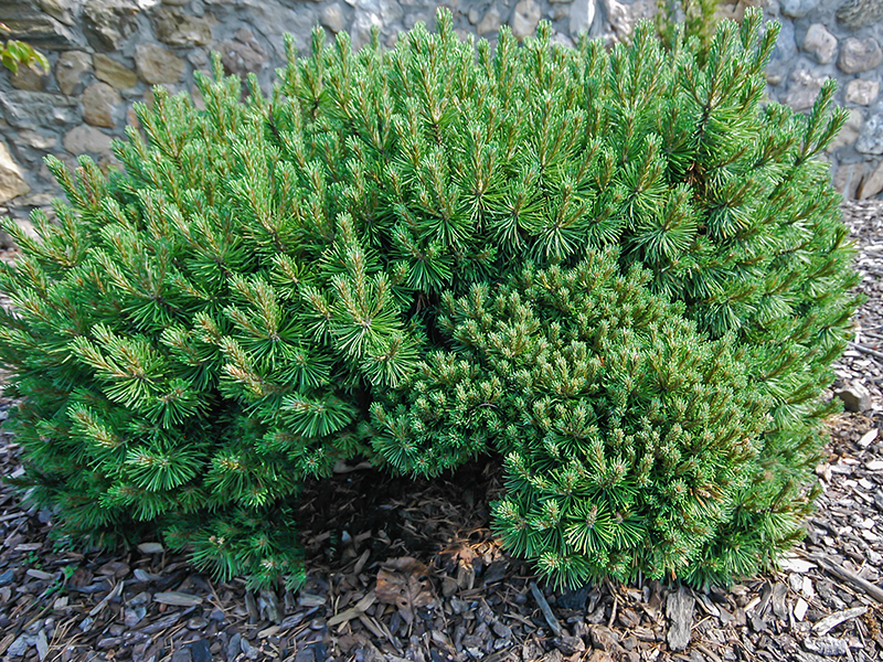 Pinus-mugo-Mops--frm-2.JPG