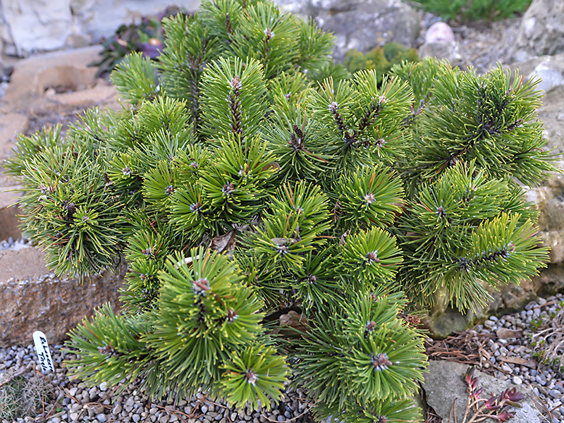 Pinus-mugo-Sherwood-Compact-avs-frm-1.JPG