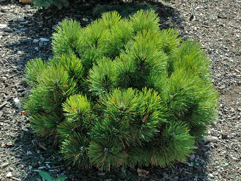 Pinus-nigra-Black-Prince-form.jpg