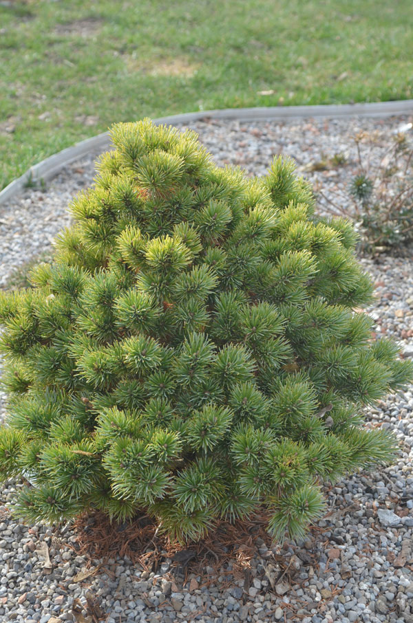 Pinus-parviflora--Daisetsu-San-avs-form.jpg