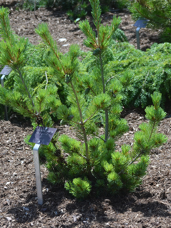 Pinus-parviflora-Aoi-frm-1.jpg