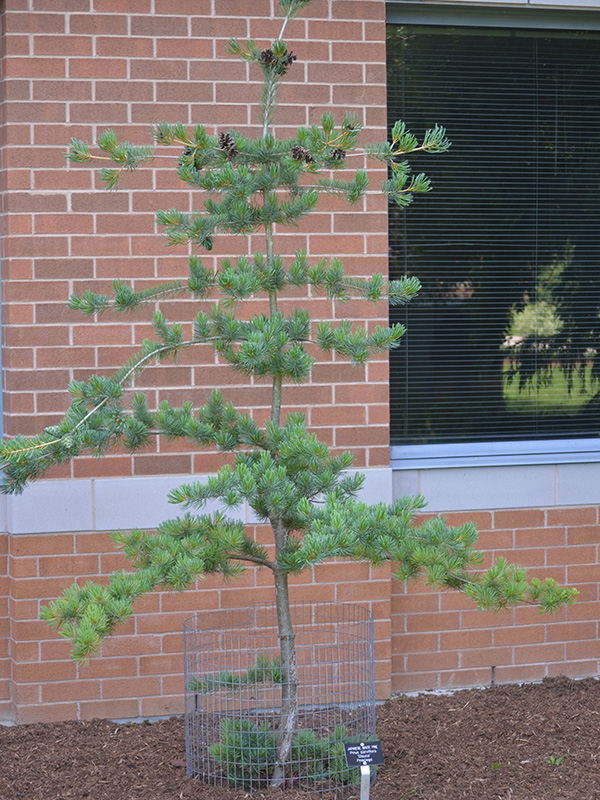 Pinus-parviflora-Glauca-frm-1.jpg