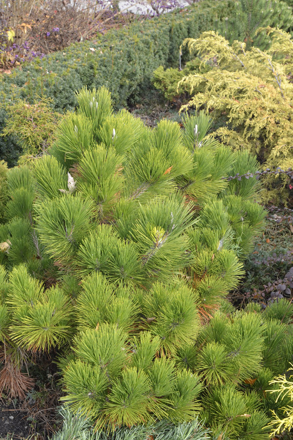 Pinus-parviflora-Hagaromo-form.JPG