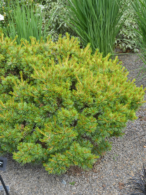 Pinus-parviflora-Kiyomatsu-frm.JPG
