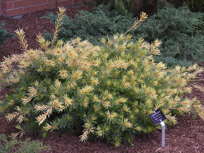 Pinus-parviflora-Ogon-Janome-frm-1.jpg