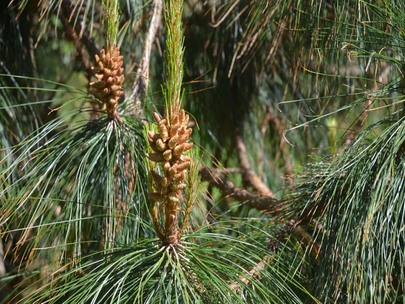 Pinus patula, male pollen cones, Trebah Garden Trust, Mawnan Smith, Falmouth, Cornwall, United Kingdom.