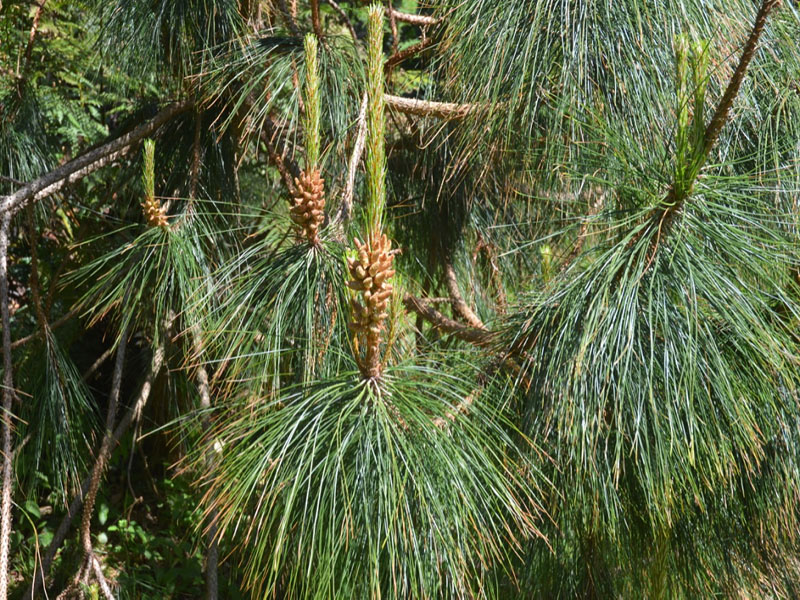 Pinus patula, leaf, Trebah Garden Trust, Mawnan Smith, Falmouth, Cornwall, United Kingdom.
