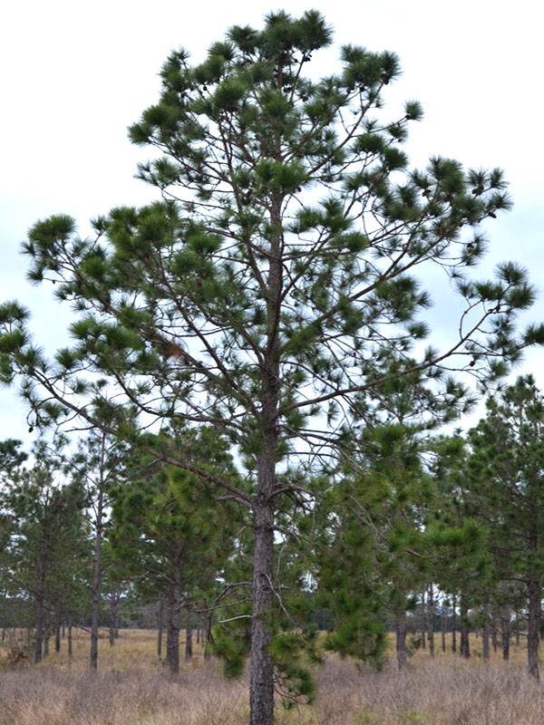 Pinus palustris, form, Bok Tower Gardens, Lake Wales, Florida, United States of America.