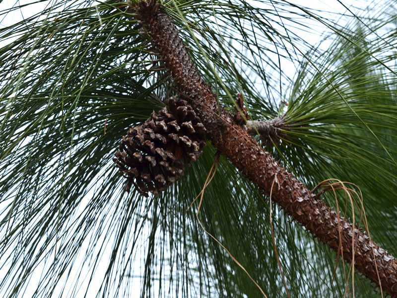 Pinus palustris, fruit, Bok Tower Gardens, Lake Wales, Florida, United States of America.
