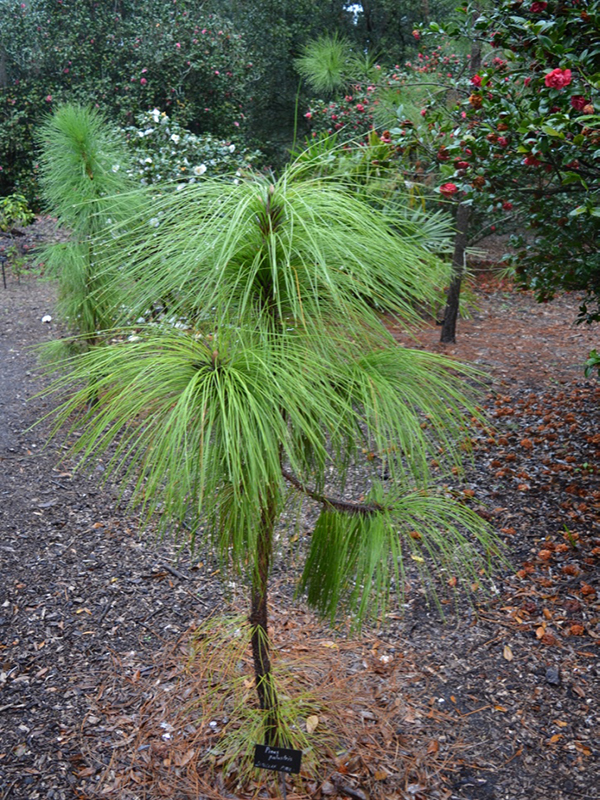 Pinus palustris, form, Harry P. Leu Gardens, Orlando, Florida, United States of America.