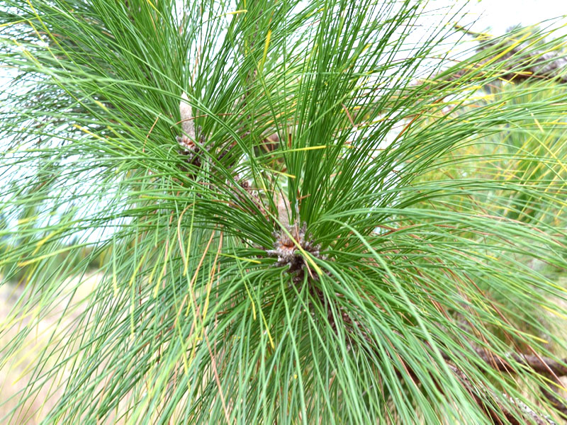 Pinus palustris, leaf, Bok Tower Gardens, Lake Wales, Florida, United States of America.