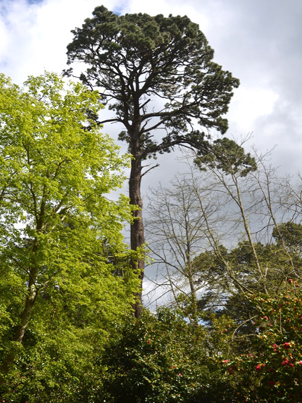 Pinus radiata, form. National Trust Trelissick Garden, Feock, near Truro, Cornwall, United Kingdom.