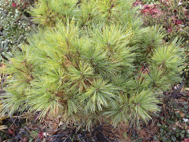 Pinus-strobus-Blue-Shag-form.JPG