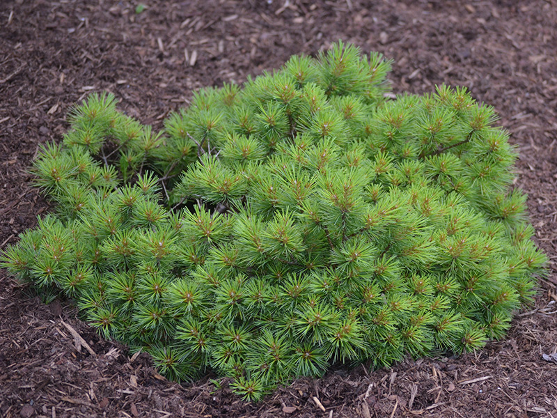 Pinus-strobus-Horsford-Dwarf-frm-1.jpg