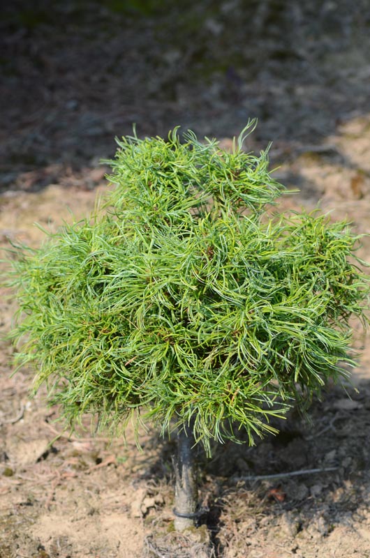 Pinus-strobus-Horsham-Contorta-wg-form.jpg