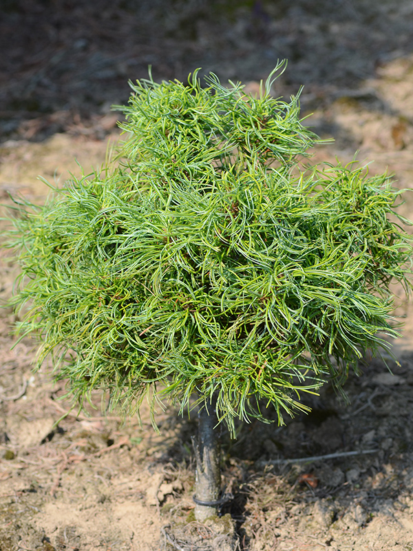 Pinus-strobus-Horsham-Contorta-wg-frm-1.jpg