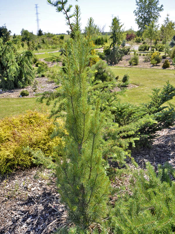 Pinus-strobus-Kate-Brook-form.jpg