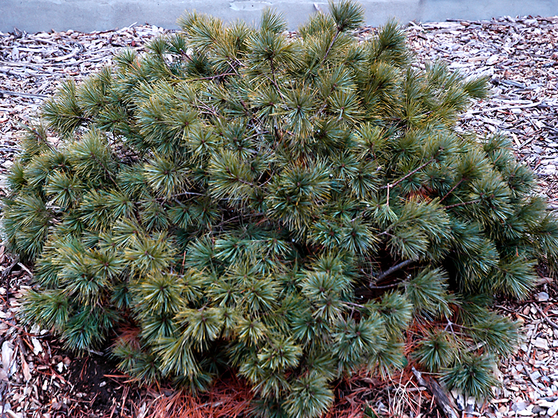 Pinus-strobus-Nana-Fan-frm-1a.JPG