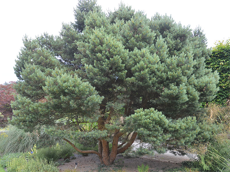 Pinus sylvestris 