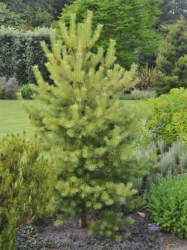 Pinus-sylvestris-GoldCoin-frm.JPG