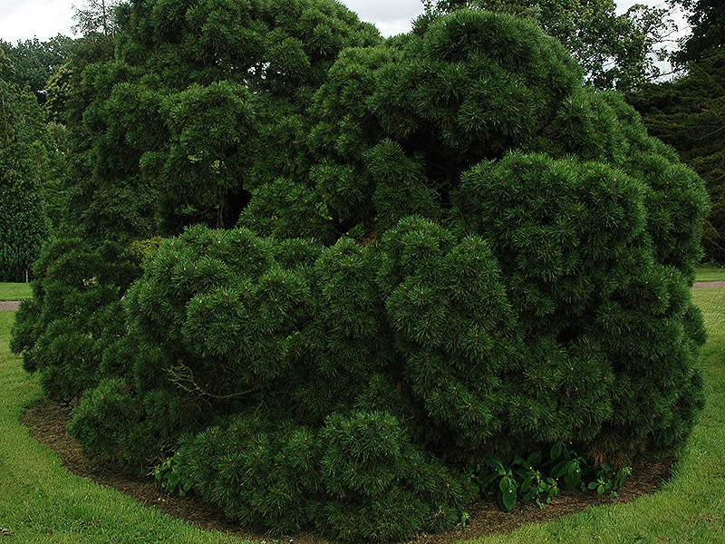 Pinus-sylvestris-Moseri-frm.jpg