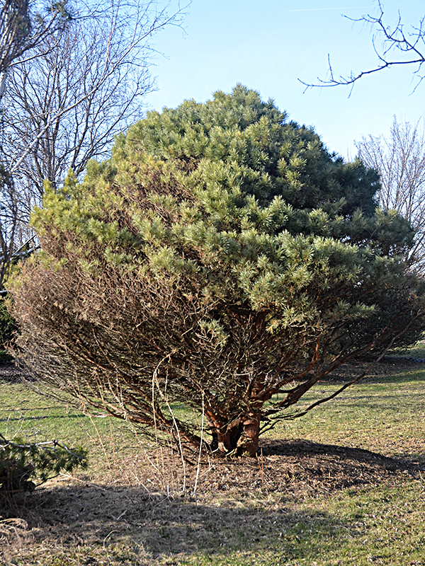 Pinus-sylvestris-Watereri-uofg-frm_1g.jpg