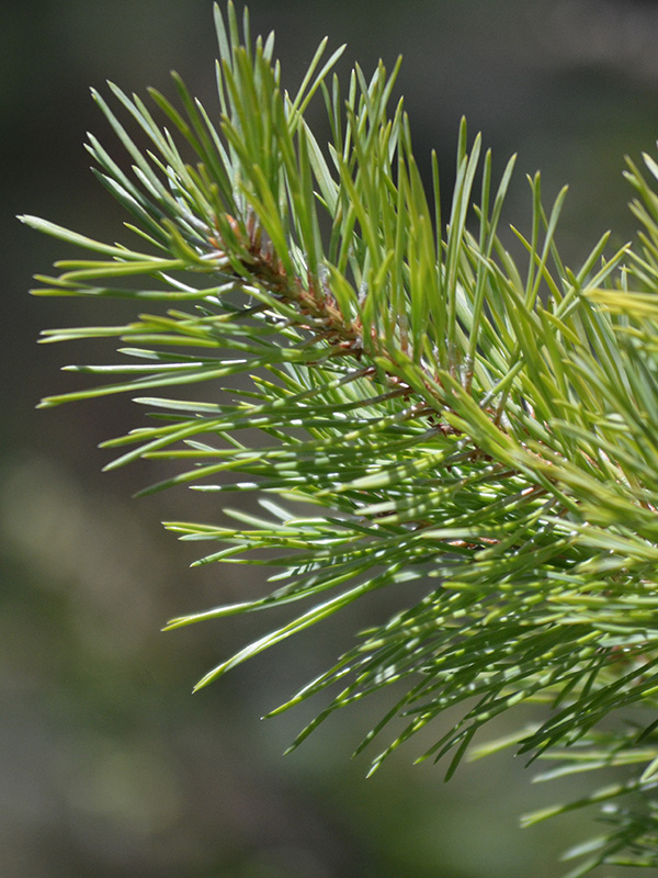 Pinus-sylvestris-Woltings-Gold-frm-1.jpg
