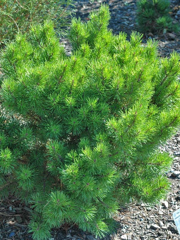Pinus-virginiana-Fanfare-form.jpg