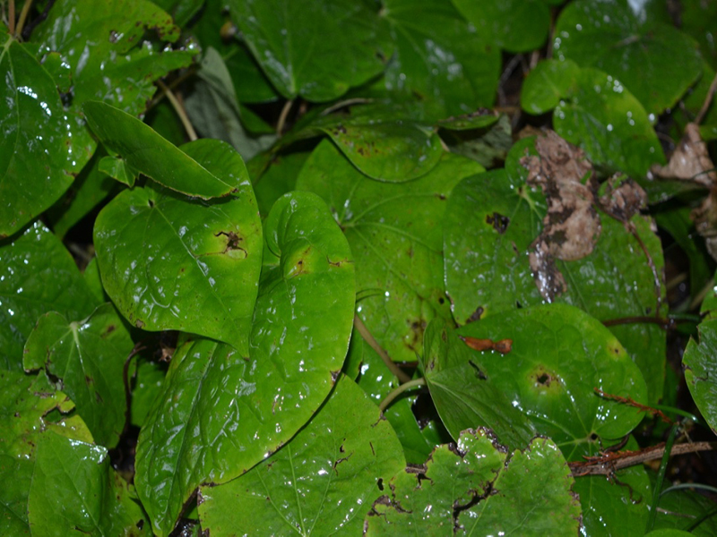 Piper nigrum, leaf, Harry P. Leu Gardens, Orlando, Florida, United States of America.