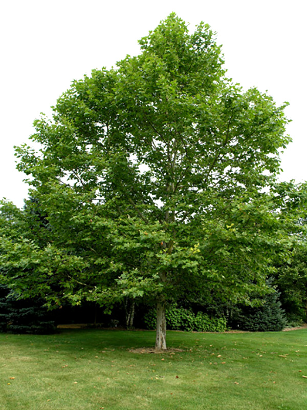 A mature tree in the A.M.Cuddy Garden, Strathroy, Ontario.
