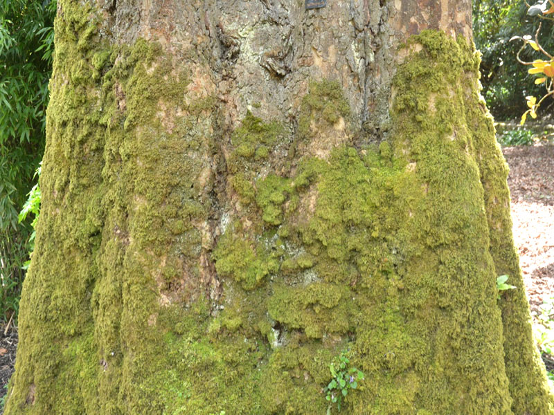 Platanus x acerifolia, bark. National Trust Trelissick Garden, Feock, near Truro, Cornwall, United Kingdom.