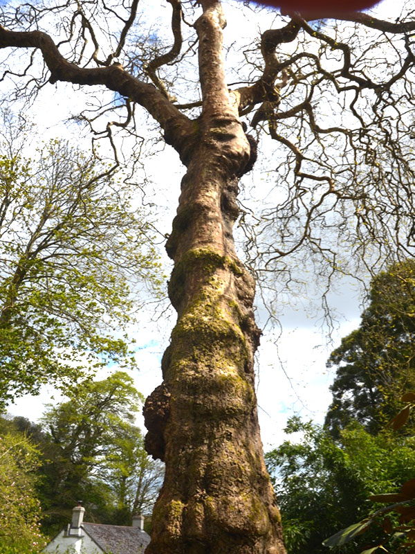 Platanus x acerifolia, form. National Trust Trelissick Garden, Feock, near Truro, Cornwall, United Kingdom.