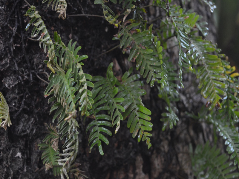 Pleopeltis polypodioides var. michauxiana, leaf, Harry P. Leu Gardens, Orlando, Florida, United States of America.