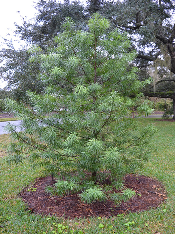 Podocarpus henkeli, form, Harry P. Leu Gardens, Orlando, Florida, United States of America.